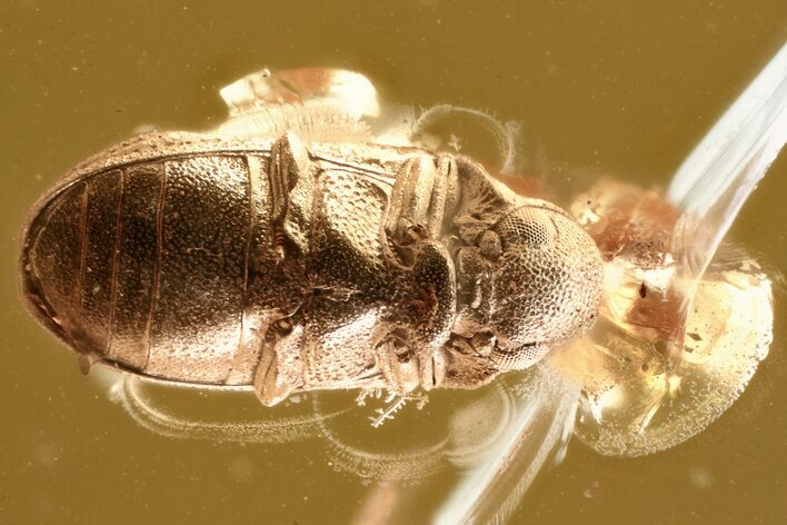 Detailed Fossil Death-Watch Beetle (Petalium?) in Baltic Amber #372536